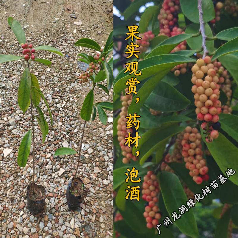 五味子树苗果可食用泡酒南五味子苗名贵庭院阳台绿化苗木药用植物图片