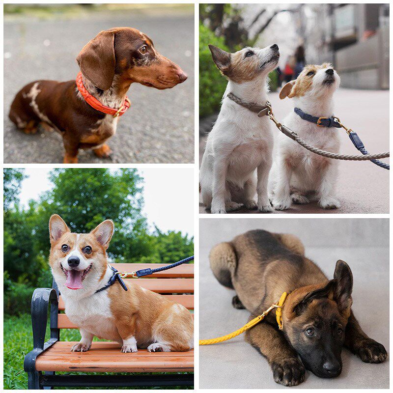 狗狗牵引绳编织皮革中型犬高颜值遛狗牵引带单独绳子宠物柯基柴犬