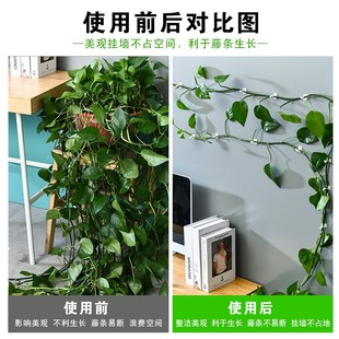 绿萝爬墙绿植固定器无痕定型卡扣挂钩神器家用绿箩墙上攀爬壁挂夹