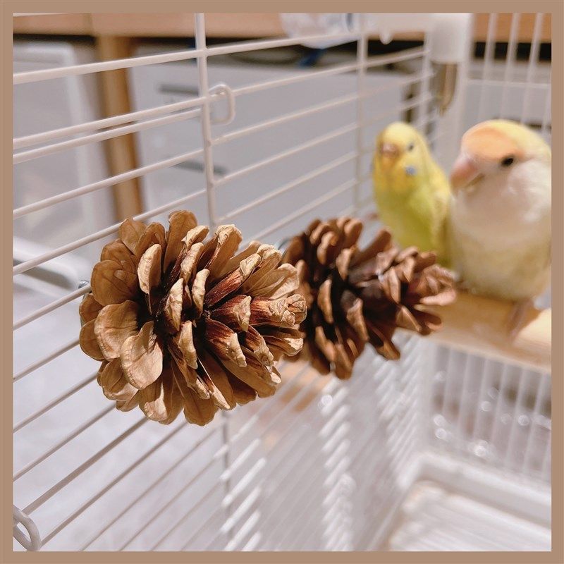 鹦鹉啃咬用品天然松果松球牡丹磨嘴玩具解闷用品鸟笼装饰玄凤,宠物/宠物食品及用品,鸟玩具,淘宝优惠券,粉丝福利购,淘宝优惠卷