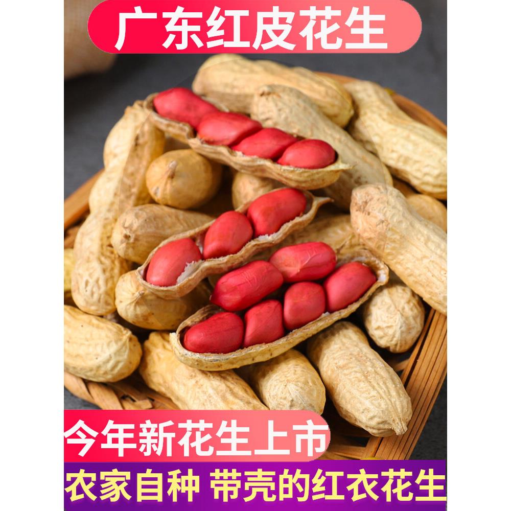 广东红皮花生带壳晒干生的农家种子新鲜四粒红衣花生米2025新货
