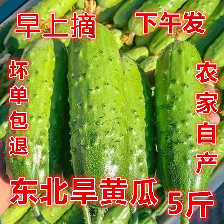 2025年新东北旱黄瓜新鲜小青瓜水果蔬菜绿黄瓜带刺脆皮荷兰水果