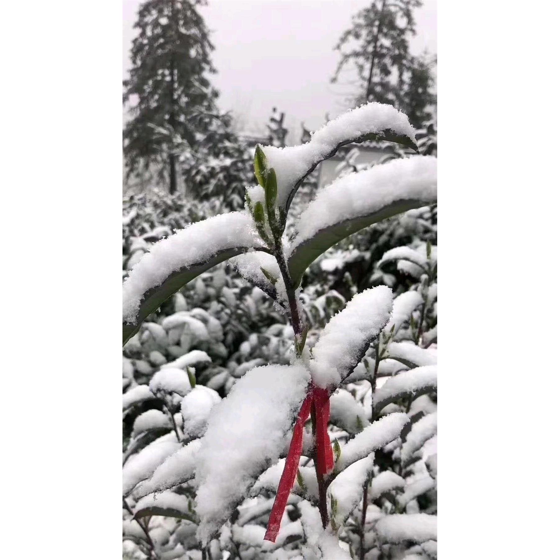 峨眉宛星茶叶明前一级雀舌竹青雪芽四川绿茶包邮