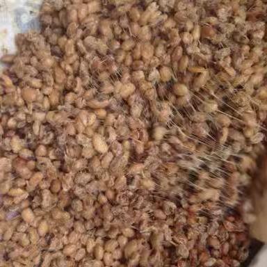 贵州特产新鲜豆丝鲜豆鼓地摊火锅豆豉