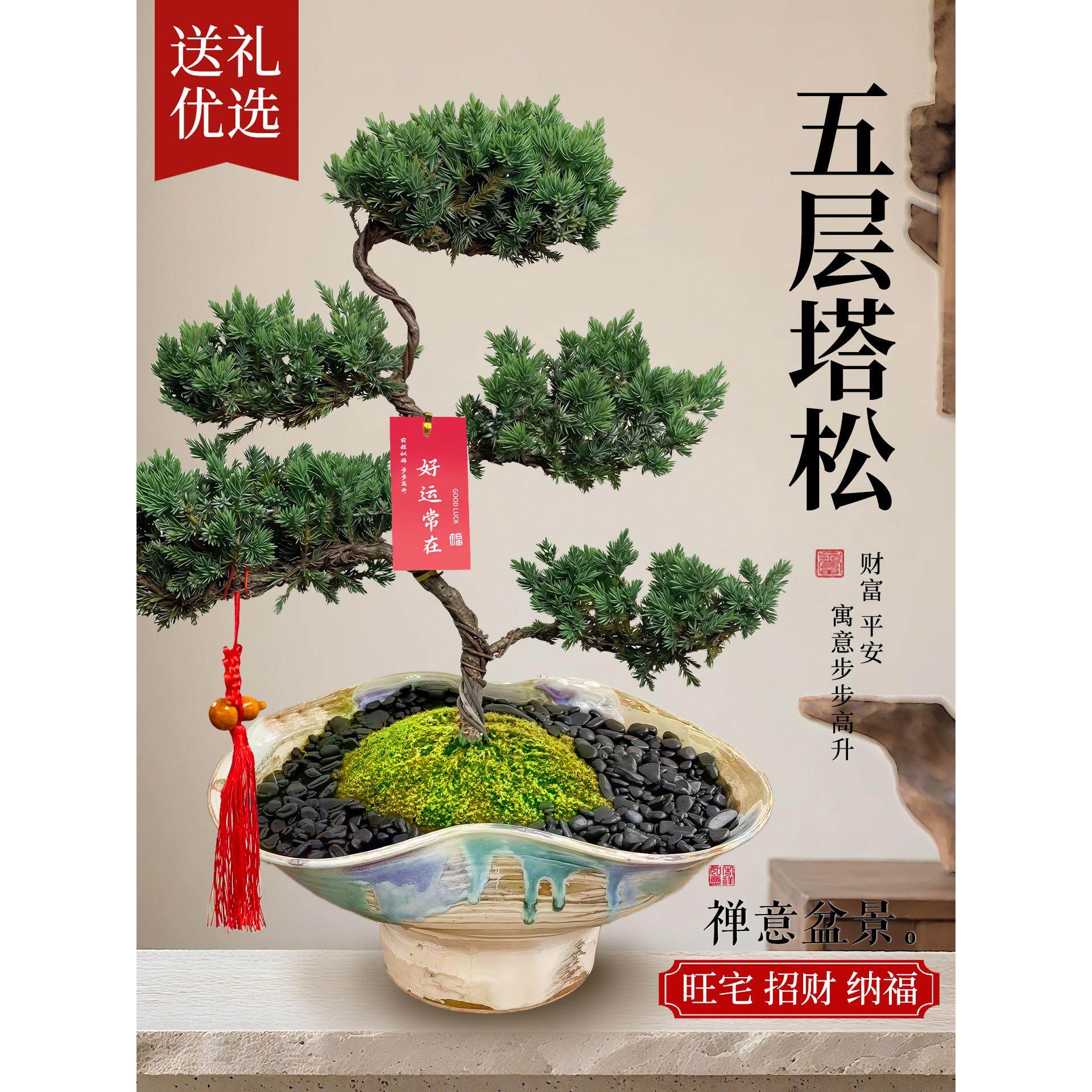 五层塔松真柏迎客松真树盆景客厅盆栽花卉送礼开业室内外四季好养,鲜花速递/花卉仿真/绿植园艺,绿植,淘宝优惠券,粉丝福利购,淘宝优惠卷