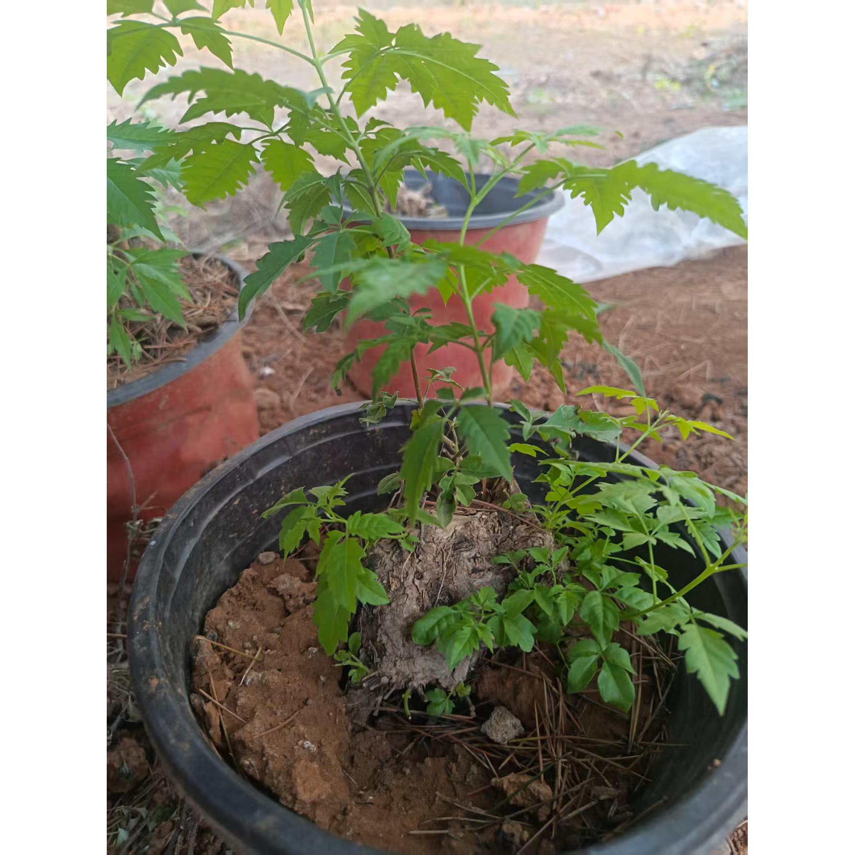 黄荆树整株盆景老桩自然造型