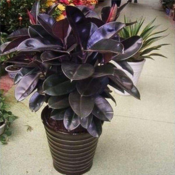 室内客厅大型绿植花卉盆栽观叶植物黑金刚橡皮树盆栽大叶四季常青