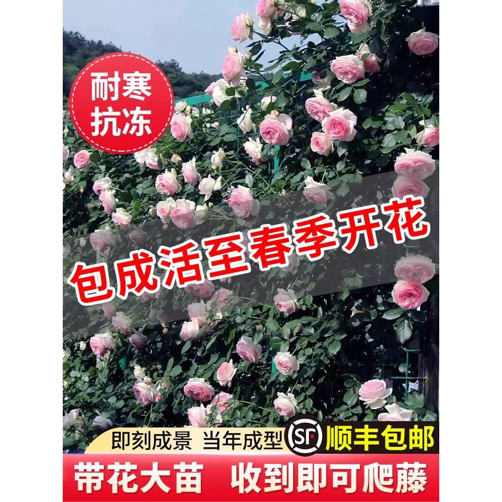 【1米6大苗】蔷薇花苗藤本月季特大花爬藤植物四季开花卉盆栽玫瑰