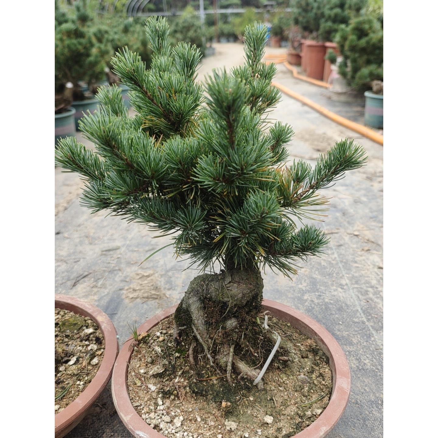 精品五针松大板松盆景盆栽庭院植物
