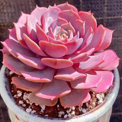 粉蝶多肉植物肉肉植物组合室内小盆栽大颗好养多头群生云南直发