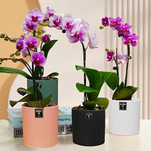 特级大苗蝴蝶兰鲜花植物兰花盆栽带花苞室内花卉带花北京同城发货