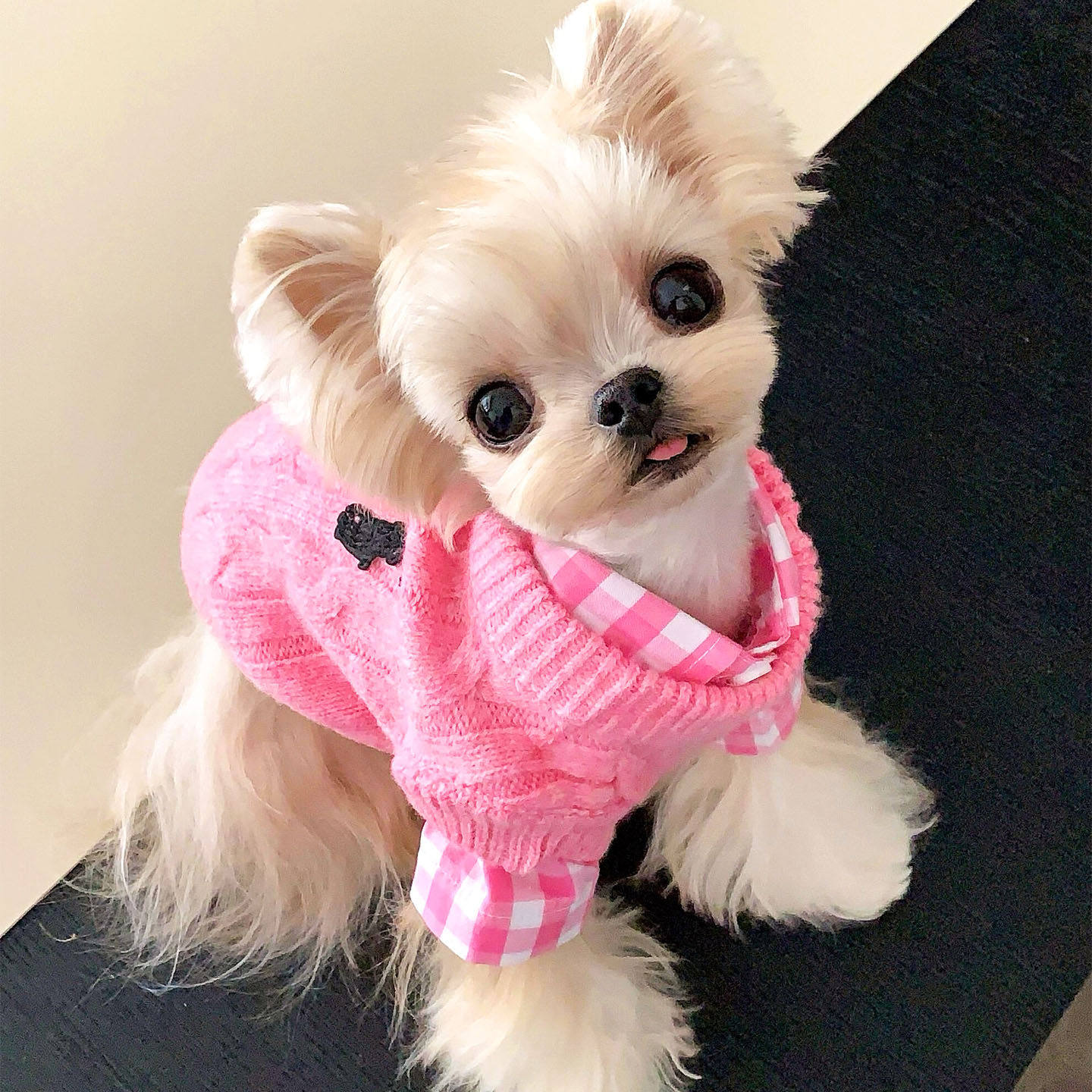 泰迪狗狗衣服冬季纯色麻花针织毛衣加厚保暖时尚小型犬简约无袖