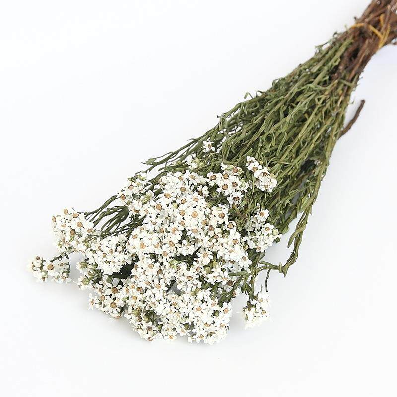 直销新款白梅银包菊干花永生花礼盒花材家居插花拍照道具浮游瓶香