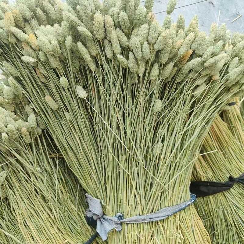 直销新款干花 宝石草 彩色兔尾草干花满天星勿忘我水晶花干花系列
