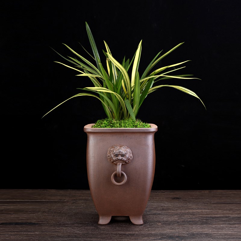紫砂花盆古典四方兽头桌面高档盆景盆文竹兰花盆蝴蝶兰君子兰包邮