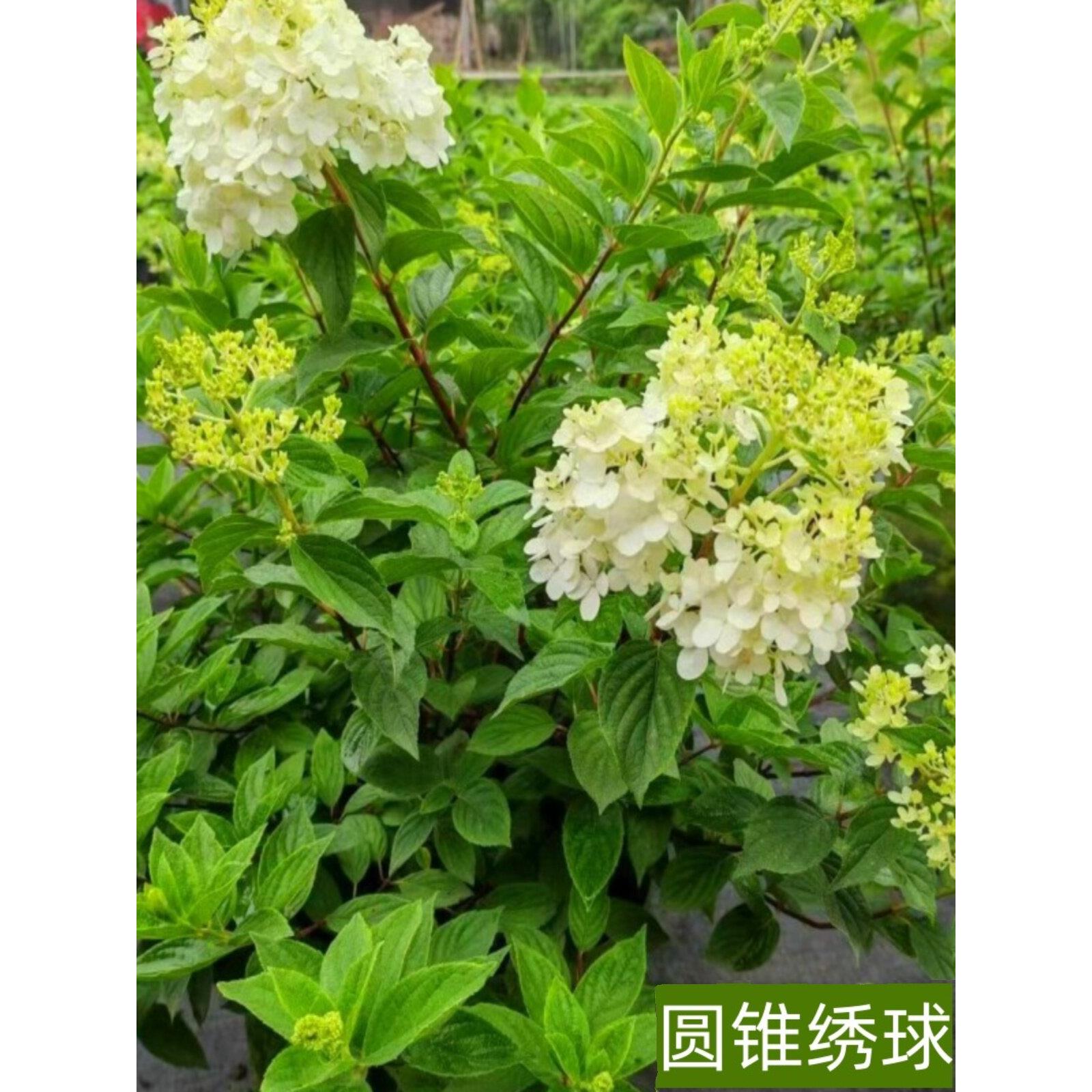 圆锥绣球花苗盆栽花园阳台庭院可种植四季开花原土原盆发货易成活