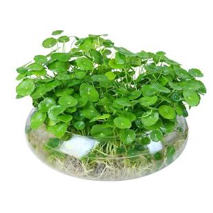 好养 带叶铜钱草水培盆栽植物室内小绿植花卉水养金钱草籽水生四季