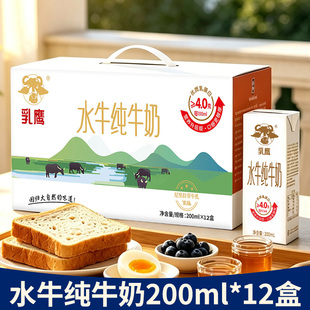乳鹰水牛纯牛奶200ml*10/12/20盒水牛高钙奶酸奶200mlX10/12/20盒