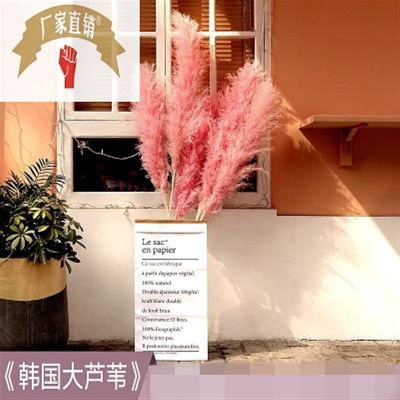 粉色羽毛大芦苇蒲苇草插花花束干花装饰W客厅家居摆设