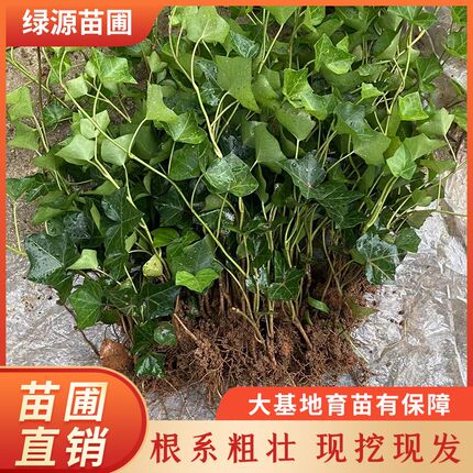 常春藤爬藤植物四季常青室外庭院攀F援观植物绿化工程苗木爬山虎