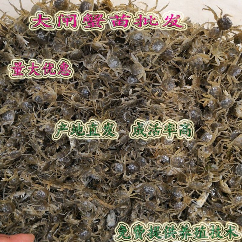 淡水人工b养殖大闸蟹幼苗杂交大品种螃蟹苗藕塘稻田鱼塘养殖蟹苗