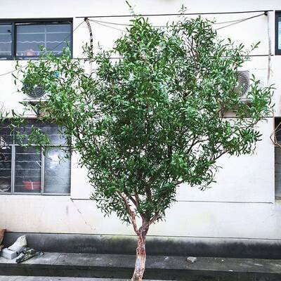 造店外铺门口庭仿真景观树室院景观景EKF树大型落地观赏树室内