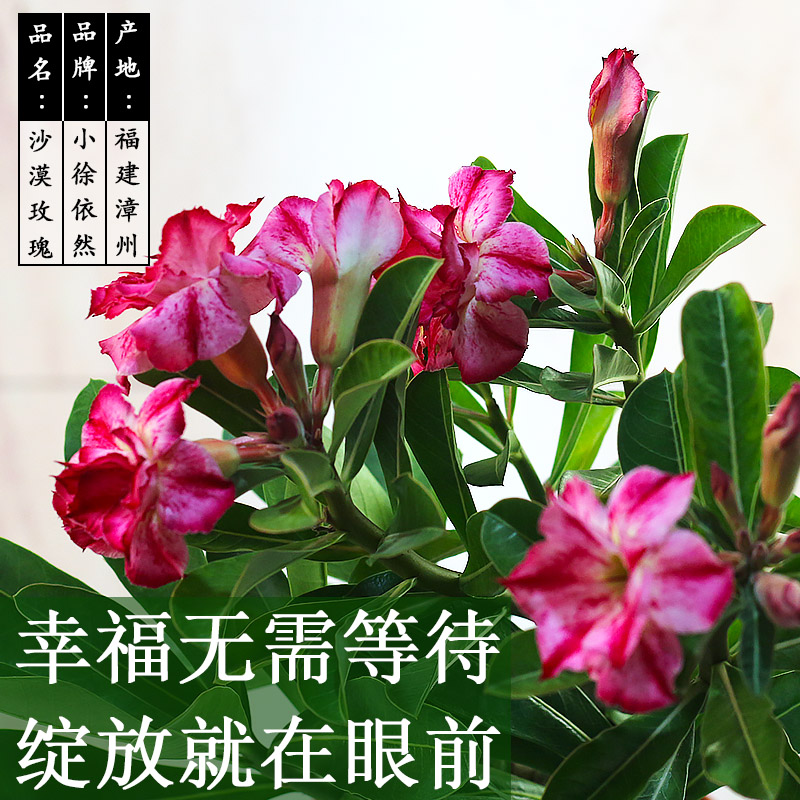 沙漠玫瑰盆栽重瓣带花苞老桩植物盆景室内阳台四季开花卉大棵绿植
