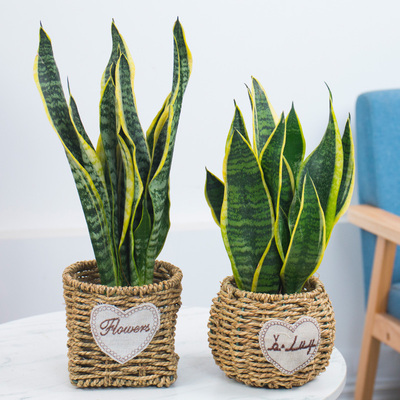 虎皮兰大盆栽客厅室内绿植办公室植物水培白玉虎尾兰花卉苗小盆栽