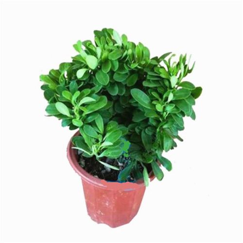 多肉植物玉麒麟盆栽花卉仙人掌麒麟掌观赏盆栽室内多肉净化空气