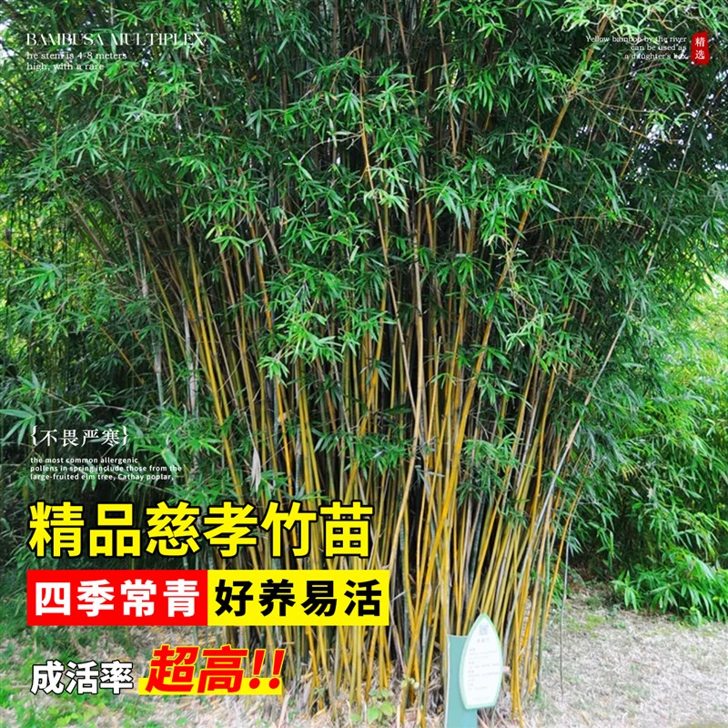 丛生慈孝竹盆栽绿植庭院室内外观赏竹子苗南北方耐寒四季常青植物