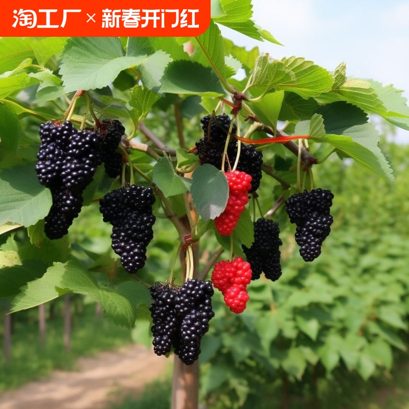 桑葚树苗 桑果苗 嫁接地盆栽南北方种植大叶桑树苗当年结果桑葚苗