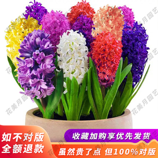 荷兰进口风信子种球水培花卉耐寒盆栽室内阳台水养套餐大种球室内