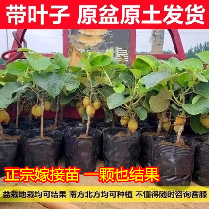猕猴桃树果苗红心黄徐香弥