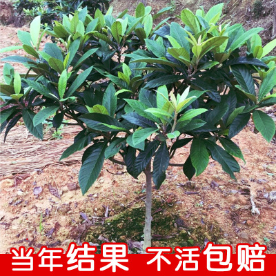 枇杷苗树盆栽嫁接果大南北