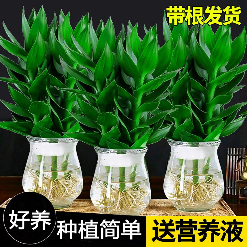 观音竹富贵水培植物带根花