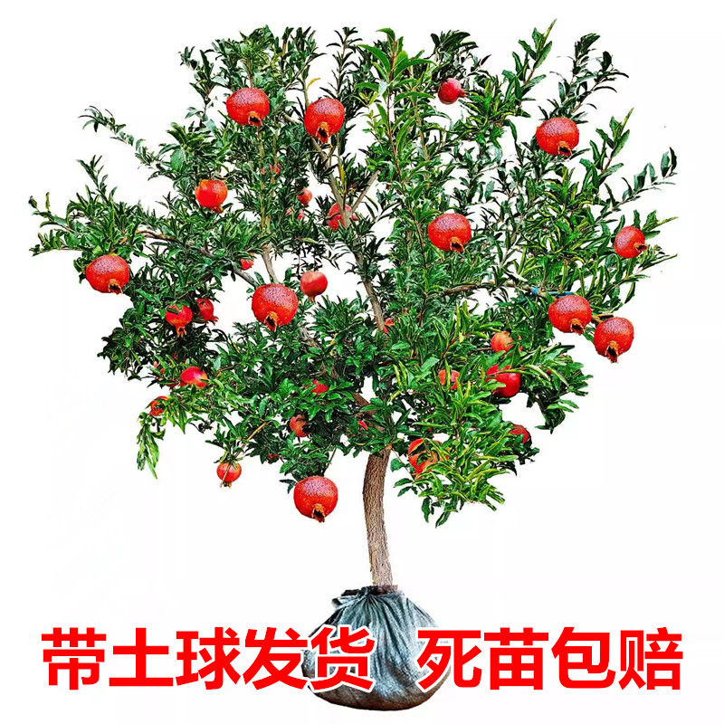 石榴树突尼斯软籽特大庭院