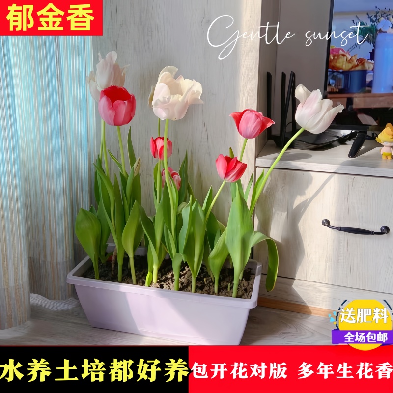 郁金香种球盆栽水培桌面植物花卉种子阳台重瓣荷兰进口自然球耐寒