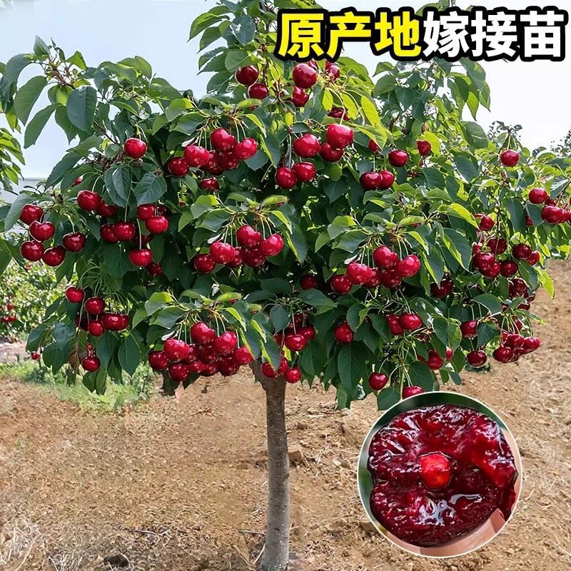 车厘子树苗大樱桃树苗果树苗嫁接矮化盆栽水果树南方北方种植耐寒