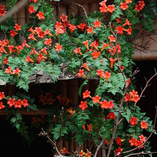 仿真凌霄花假花绿植藤蔓树叶子廊B架装饰爬藤门头墙面美化吊顶绢