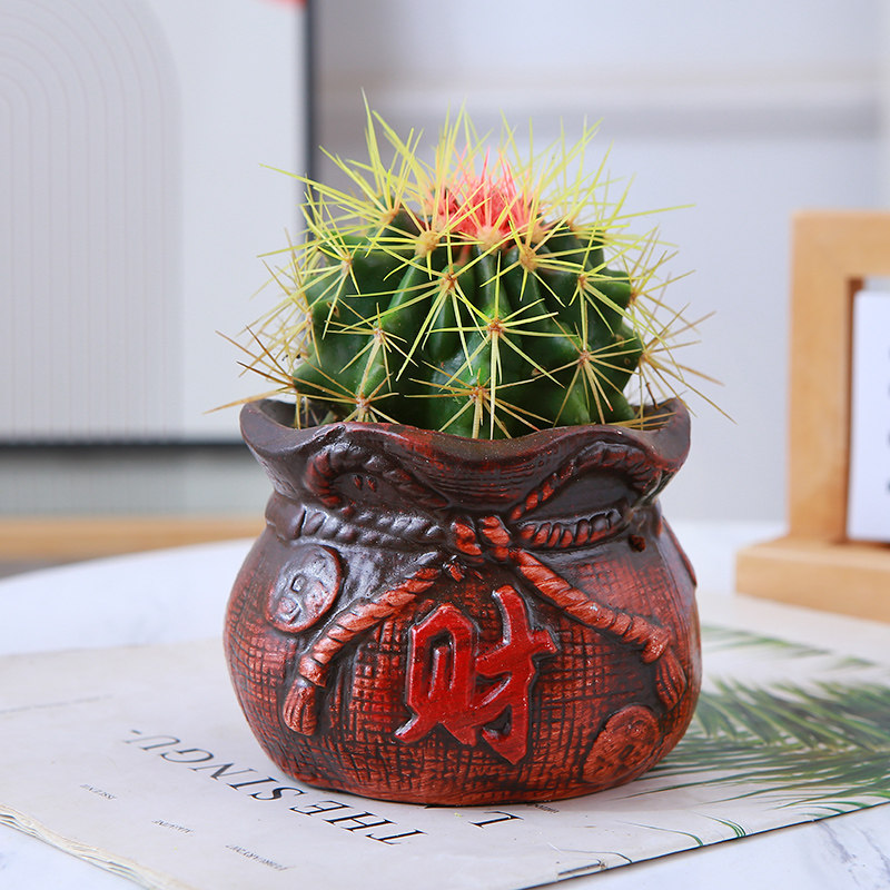 仙人球盆栽开花 室内仿辐射仙人掌盆栽 办公桌 好养组合多肉植物