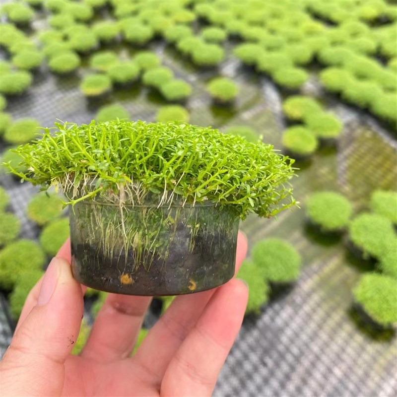 前景水草迷你矮珍珠趴地微果草鱼缸造景装饰