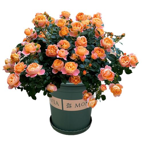 果汁阳台月季盆栽大苗带花苞灌木大花多季阳台庭院多头玫瑰花好养