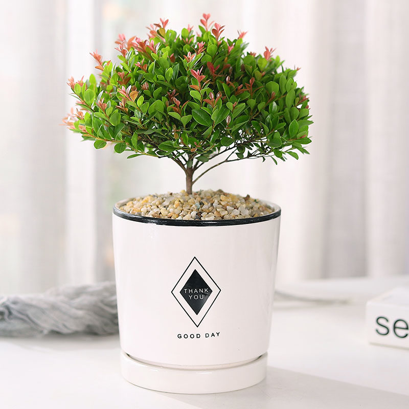 小叶赤楠盆栽盆景绿植黄杨金丝楠木好养客厅四季常青北欧简约植物