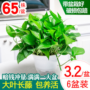 绿萝盆栽花卉植物室内新房家用吸除甲醛长藤垂吊水培绿植大叶绿箩