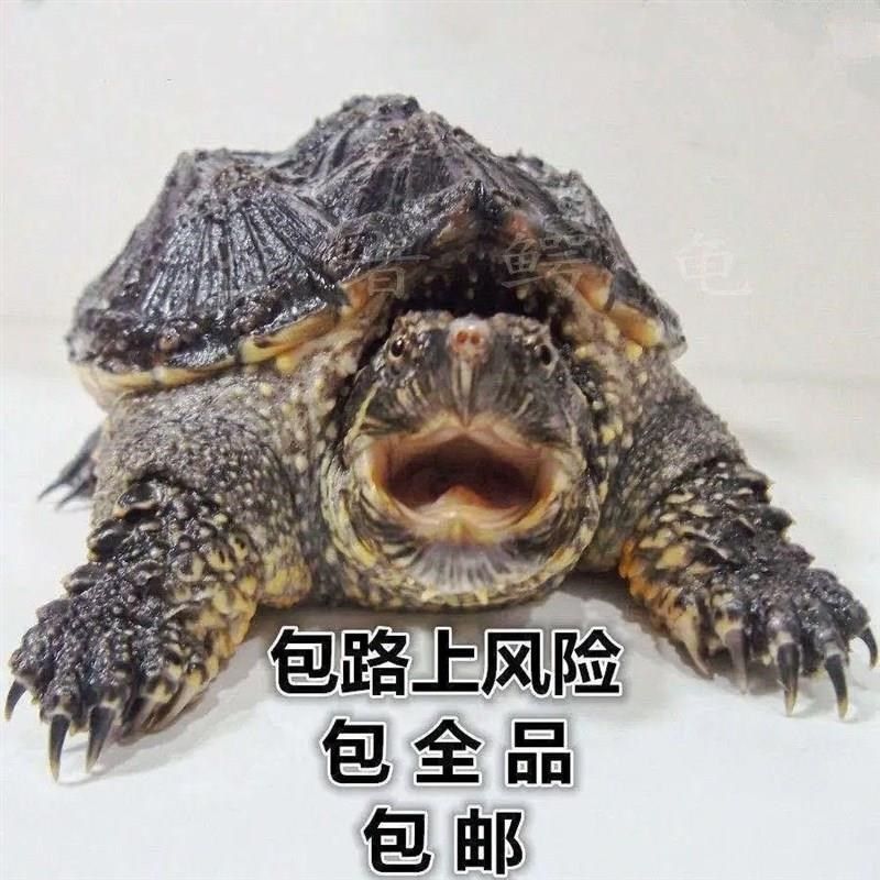 苗鳄龟凶鱼猛鳄龟鳄龟爆刺杂佛纯佛宠J鳄物龟观赏龟北美小龟新款