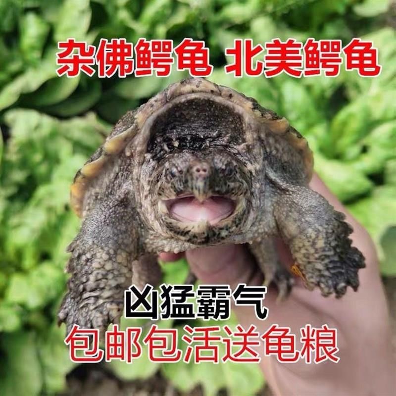 苗鳄龟凶鱼猛鳄龟鳄龟爆刺杂佛纯佛宠I鳄物龟观赏龟北美小龟新款