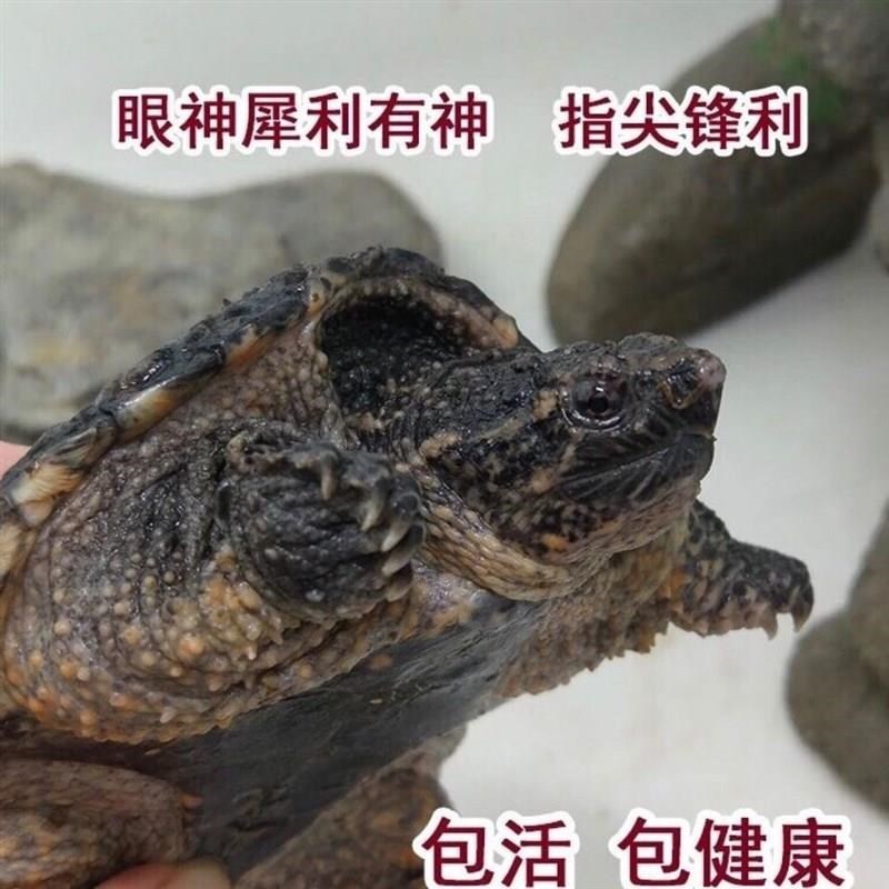 苗鳄龟凶鱼猛f鳄龟鳄龟爆刺杂佛纯佛宠鳄物龟观赏龟北美小龟新款