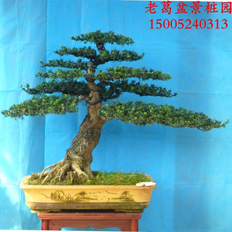大型米叶罗汉松盆景树桩 实物大主S干粗 米罗造型