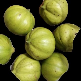 热销湘西油桐树苗三年桐植物桐油树种苗桐子树种植苗园艺绿植现挖