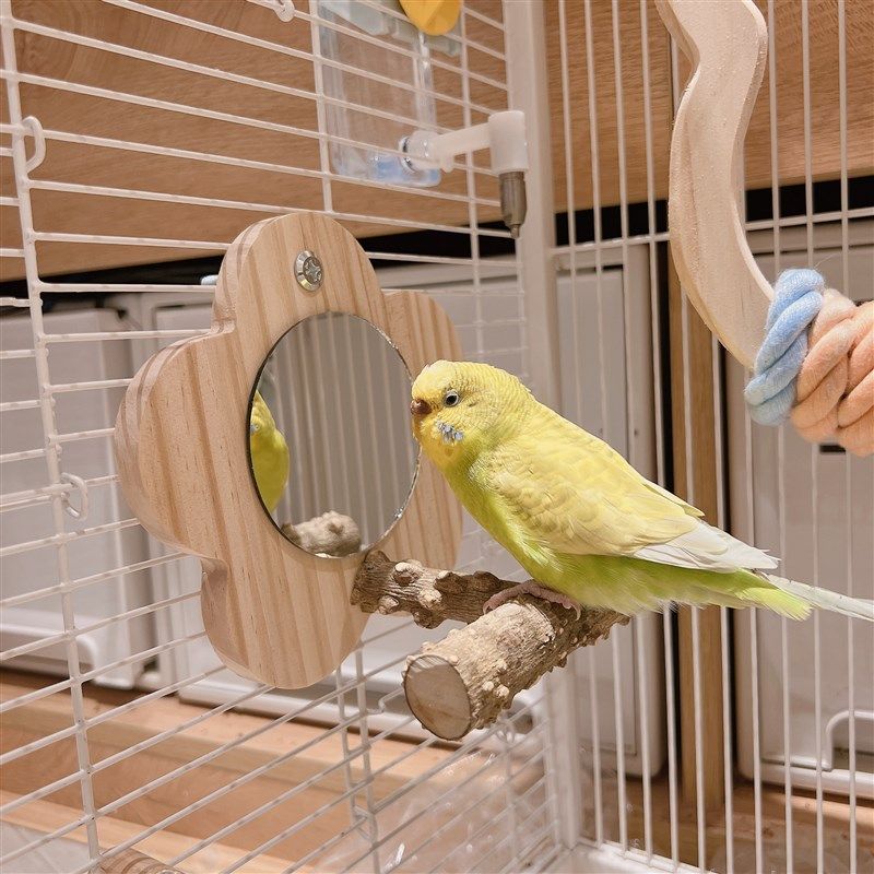 花椒木站架镜子虎皮牡丹玄凤啃咬棒小站台鸟笼站架杆玩具鹦鹉用品,宠物/宠物食品及用品,鸟玩具,淘宝优惠券,粉丝福利购,淘宝优惠卷